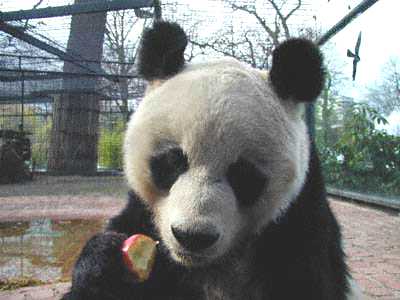 Bao Bao - Zoo Berlin